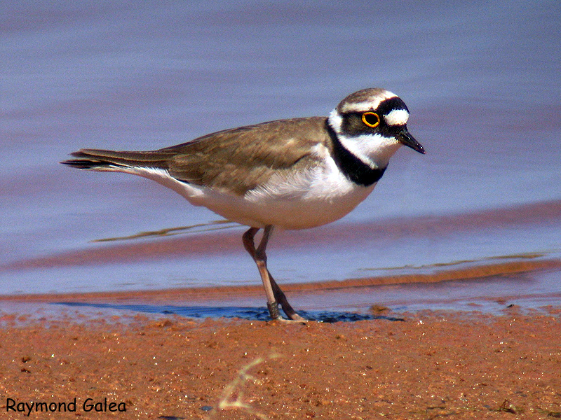 Common ringed plover on seashore - a Royalty Free Stock Photo from Photocase