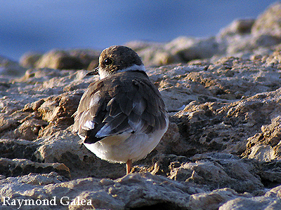 File:Little Ringed Plover Egg 19-06-09 (3650711777).jpg - Wikimedia Commons